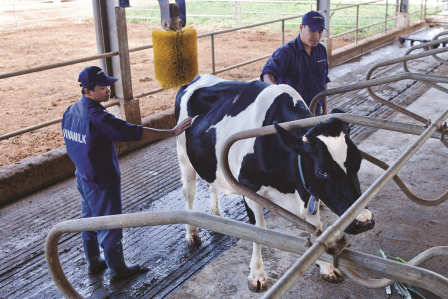 Những "cô" bò ở trang trại Vinamilk đang được gãi ngứa bằng hệ thống tự động.